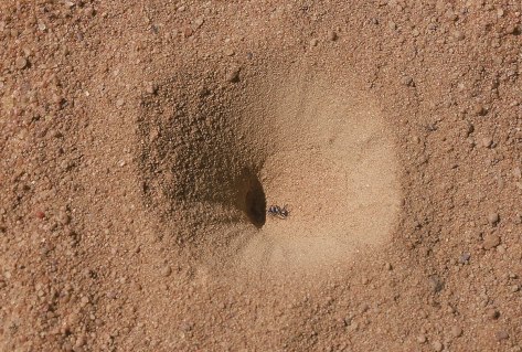 myrmeleontidae-larval-pit